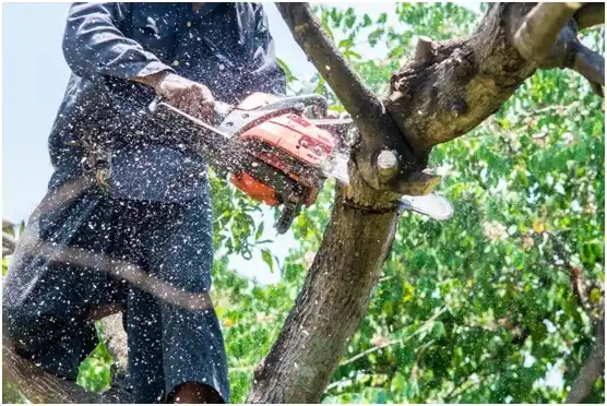 tree services White River Junction